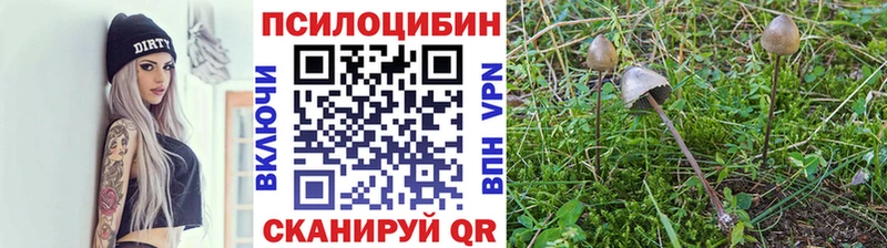 Купить Кувшиново Галлюциногенные грибы мухоморы